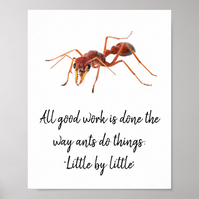 Poster Como as formigas funcionam (Frente)