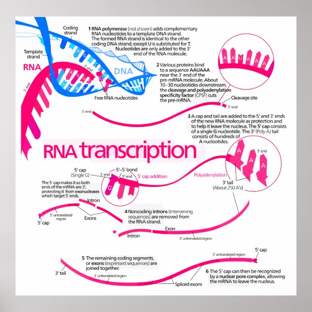 Póster Como é Criado mRNA num diagrama de Núcleos (Frente)