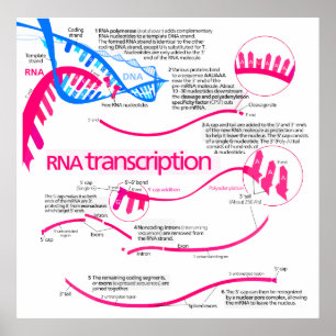 Póster Como o mRNA é criado em um diagrama do núcleo