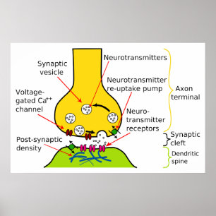 Póster Como Sinais Nervosos São Enviados Com O Diagrama S