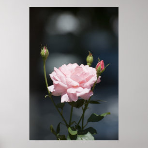 Póster Como um rosa