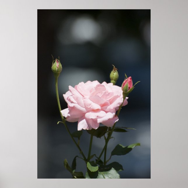 Póster Como um rosa (Frente)