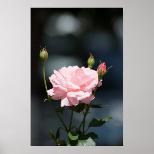Póster como um rosa