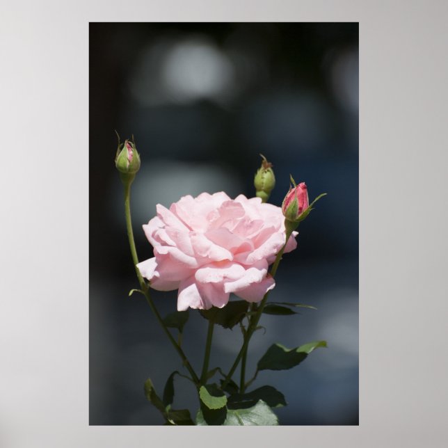 Póster como um rosa (Frente)