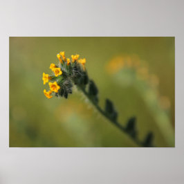 Poster companheiro amarelo