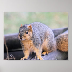 Poster Companheiro bonito