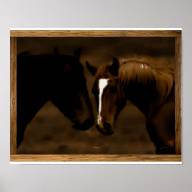 Póster companheiros de cavalo (Frente)