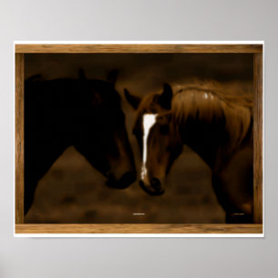 Póster companheiros do cavalo