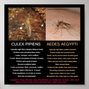 Poster Comparando mosquitos do Zika-Carregando por