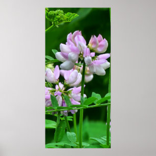 Poster Compartimentos de Flor Cor-de-Rosa e Branco