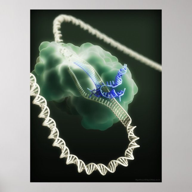 Poster Complexo CRISPR-Cas9 no trabalho (Frente)