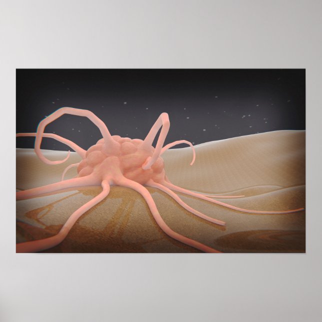 Poster Composição 3D De Fagocitose Macrofágica (Frente)