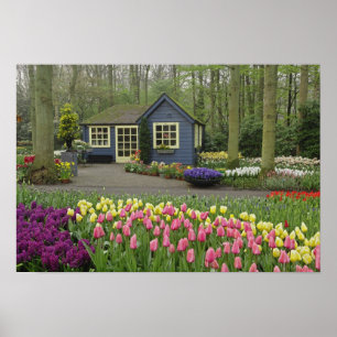 Póster compro de flores de algodão, Keukenhof Gardens,