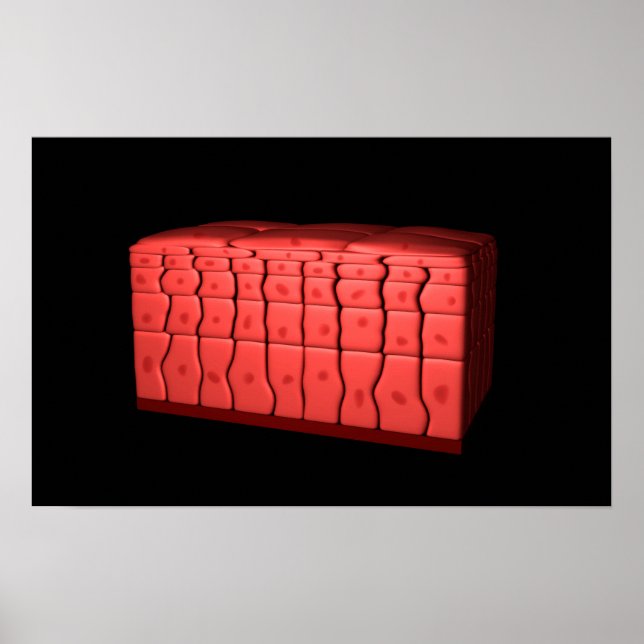 Póster Conceito De Epithélio Escamoso Estratificado 2 (Frente)