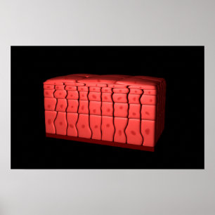 Póster Conceito do epitélio estratificado 2 de Squamous