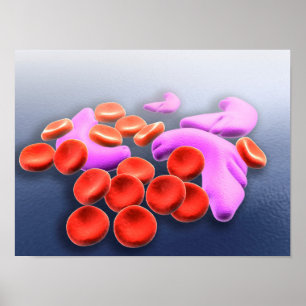 Póster Conceptual Image Of Sickle Cell Anemia