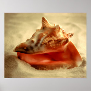 Póster Conch
