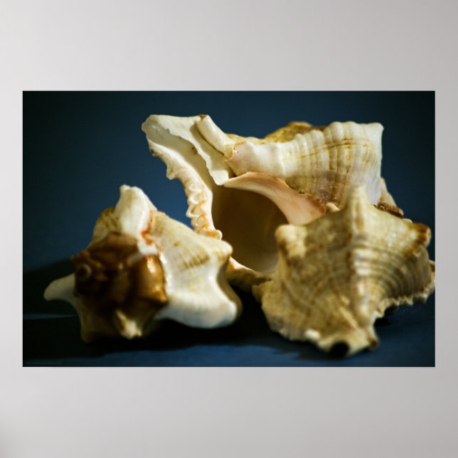 Poster Conch 3335 (Frente)