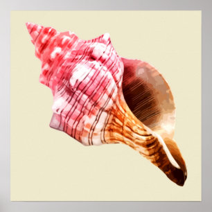 Póster Conch cor-de-rosa Shell de Sandy