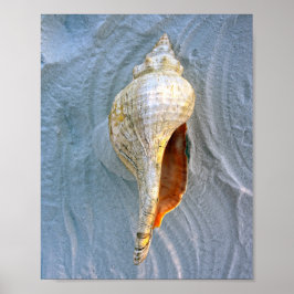Poster Conch de Cavalo da Flórida