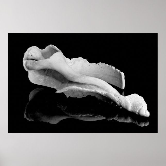 Póster Conch de tempo (Frente)