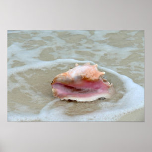 Póster Conch no surf, Bahamas da rainha