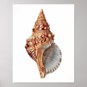 Póster Conch Sea Shell no.3 Beach Home Decor Art Impressã