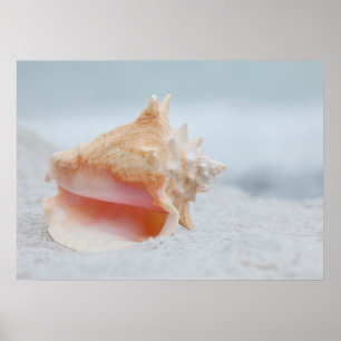 Póster Conch Shell