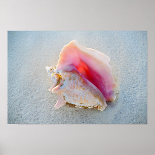 Póster Conch Shell da rainha na praia de Bahamas