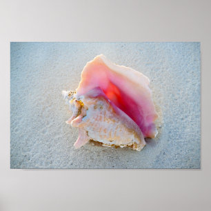Póster Conch Shell da rainha na praia de Bahamas