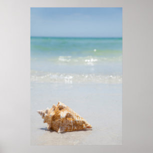 Póster Conch Shell Na Praia   Flórida, Ruas de Petersburg