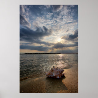 Poster Conch Shell Na Praia | Rua Augustine, Fl
