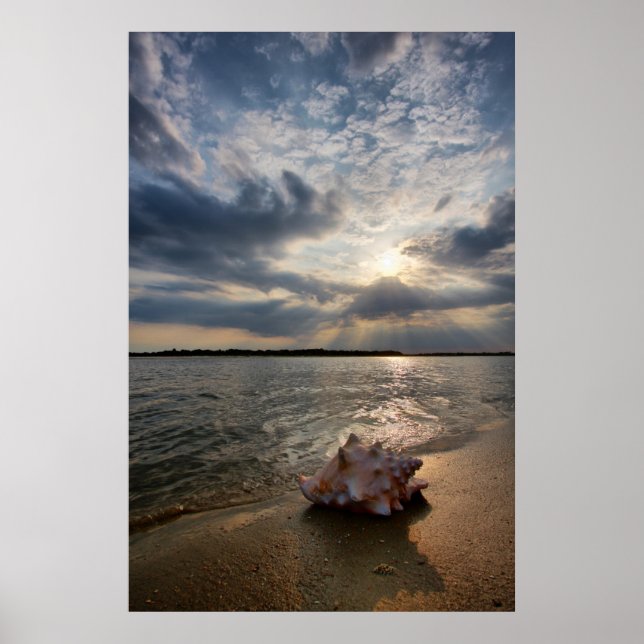 Poster Conch Shell Na Praia | Rua Augustine, Fl (Frente)