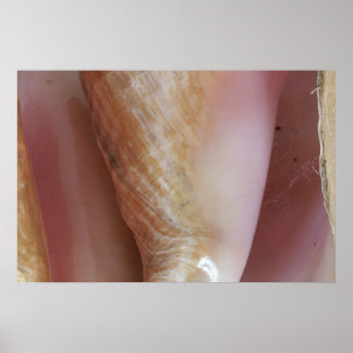 Póster Conch Shells