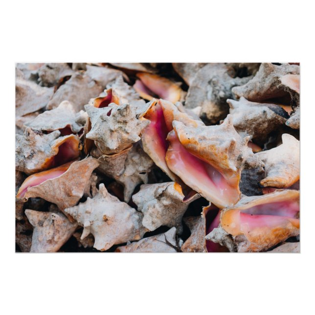 Póster Conch Shells, Bahamas (Frente)