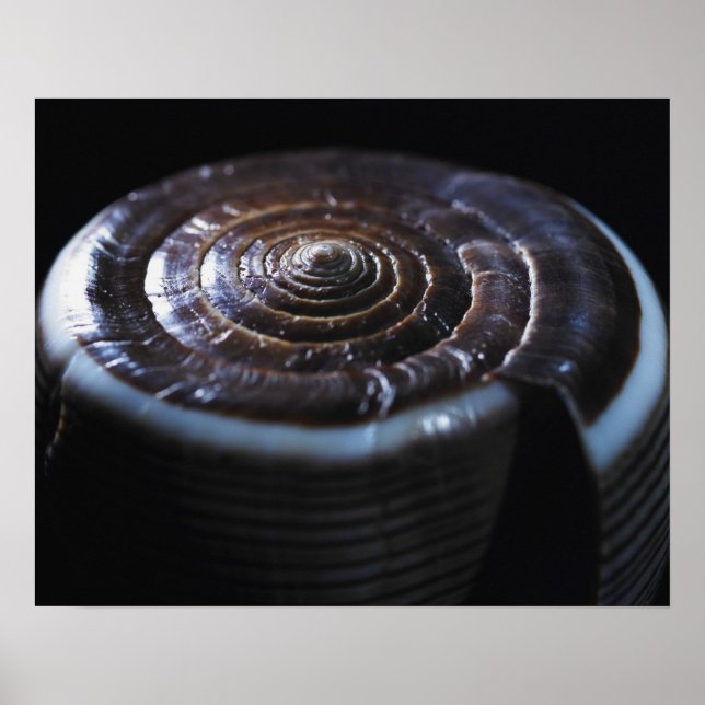 Poster Concha de Cone (Frente)