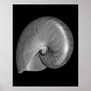 Póster Concha de Nautilus Preta e Branca