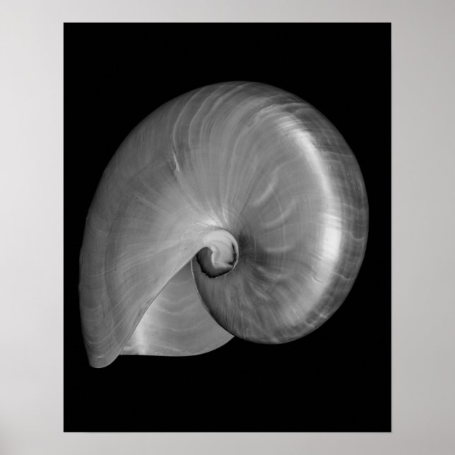 Póster Concha de Nautilus Preta e Branca (Frente)