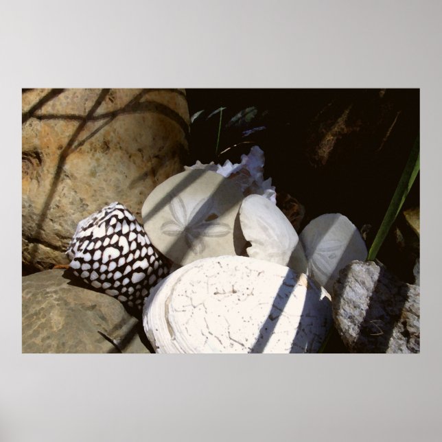 Poster Conchas (Frente)