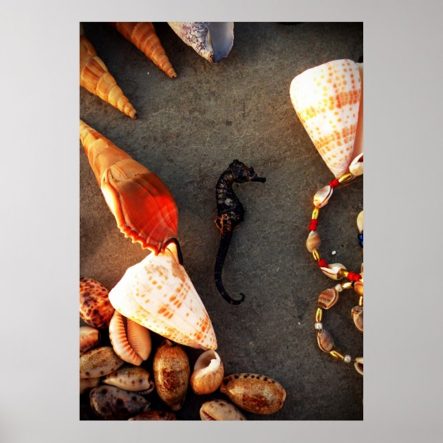 Poster conchas (Frente)