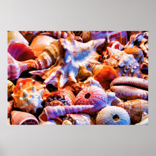 Póster Conchas 1 Alt