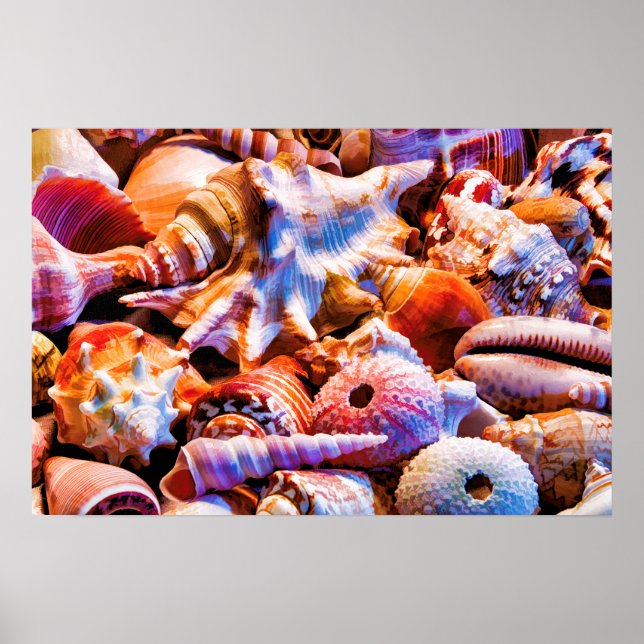 Póster Conchas 1 Alt (Frente)