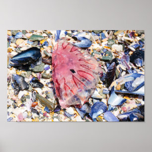 Poster Conchas do Mar Gellyfish Ocean Beach View