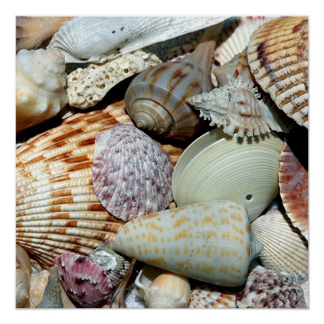 Póster Conchas marítimas (Frente)