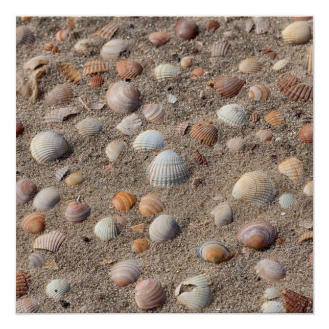 Póster Conchas marítimas na praia (Frente)