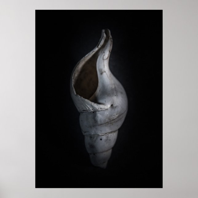 Poster Conchas n.o 4 Versão de cor (Frente)