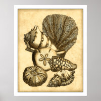 Conchas Neutras e Coleção de Corais