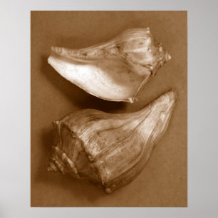 Póster Conchas Sensuais