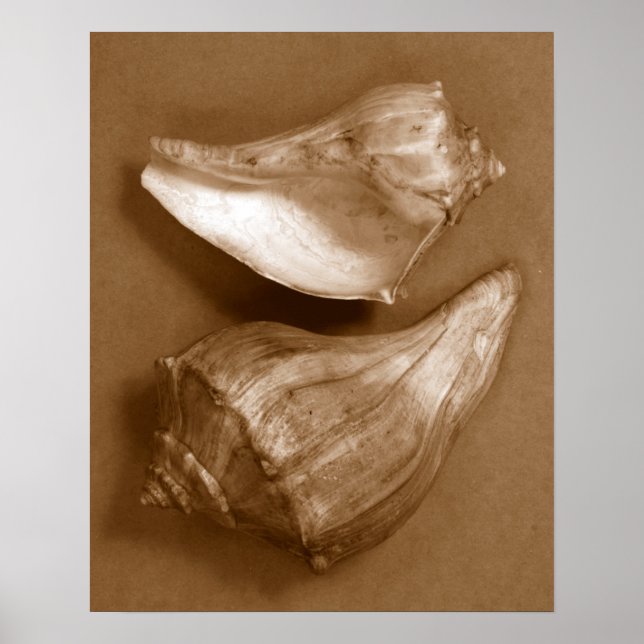 Póster Conchas Sensuais (Frente)