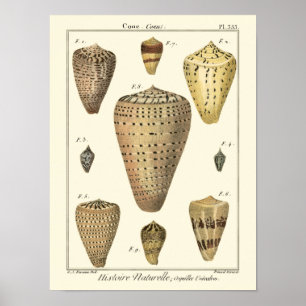 Poster Conchas Vintage Cone